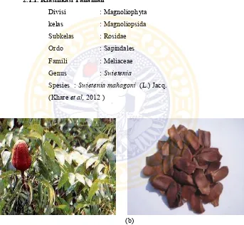 Gambar 2.1mahagonia    (a) buah dan daun swietenia mahagonia (L.) jacq. (b)  biji swietenia (L.) jacq