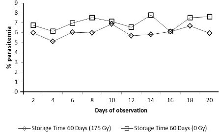 Fig. 2. The percentage of parasitaemia in culture of irradiated and unirradiated P. falciparum that stored for 60 days