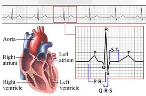 Gambar 2.1 Sistem Jantung[7]