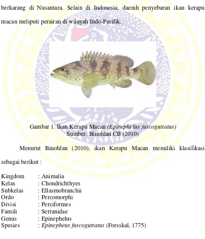 Gambar 1. Ikan Kerapu Macan (Epinephelus fuscoguttatus) 