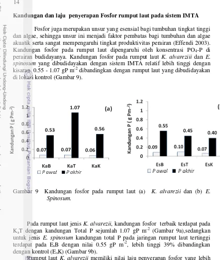 Gambar 9  Kandungan fosfor pada rumput laut (a)  K. alvarezii dan (b) E.   