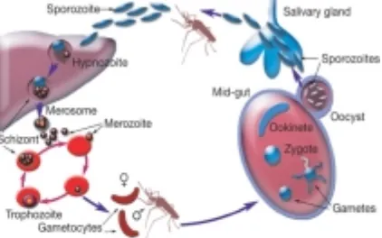 Fig. 1resistance of the vector to insecticides, and              . Life cycle of Plasmodium sp