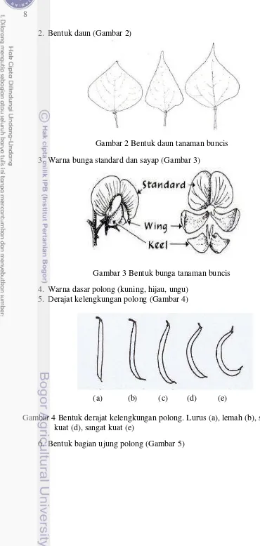 Gambar 3 Bentuk bunga tanaman buncis 