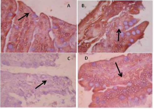 Figure 1. The spectrin expression in enterocytes ileum by immunohistochemistry  technique (400x) 
