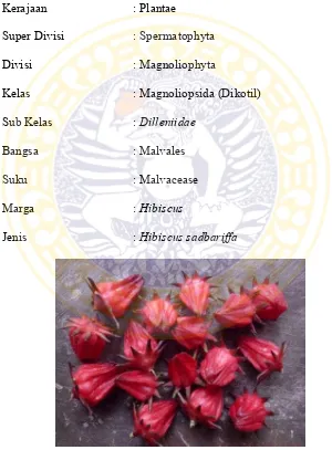 Gambar 2.1 Tanaman Bunga RosellaSumber : Khasiat Tanaman Rosella ( Hibiscus sabdariffa Linn.) (Wiyarsi,2010) 