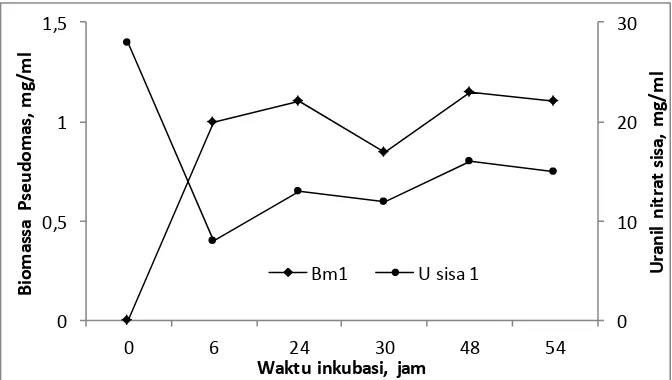 Gambar 1. Grafik Hubungan antara Konsentrasi uranium sisa (mg/l) dalam medium terhadap Biomassa (Bm) isolat Pseudomonas sp (mg/ml)
