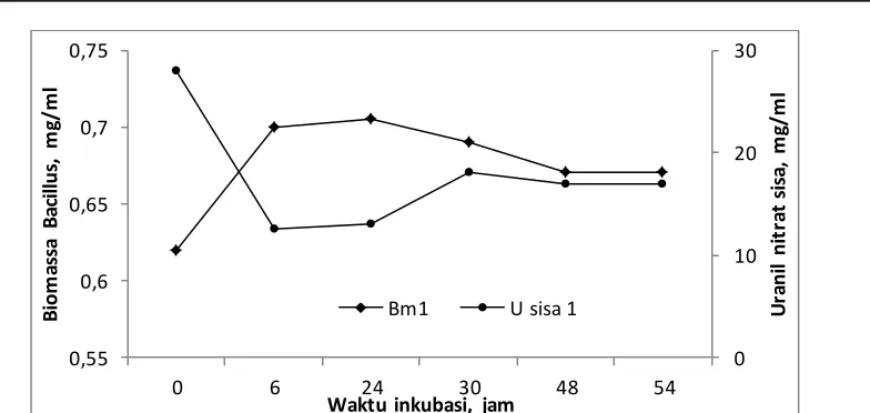Gambar 2. Grafik Hubungan antara Konsentrasi Uranium Sisa dalam Medium (mg/l) dan Biomassa Isolat Bacillus sp (mg/ml)