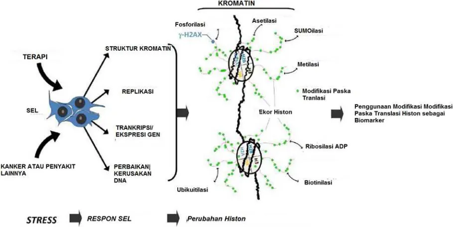 Gambar 1. Penggunaan biomarker modifikasi histon paska translasi [Redon]. 