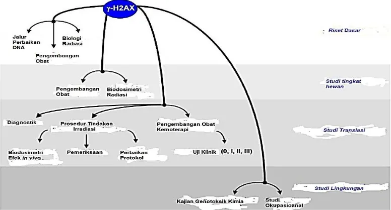 Gambar 4. Tren penelitian dan aplikasi deteksi biomarker γ-H2AX secara umum [Redon dkk, 2013] 