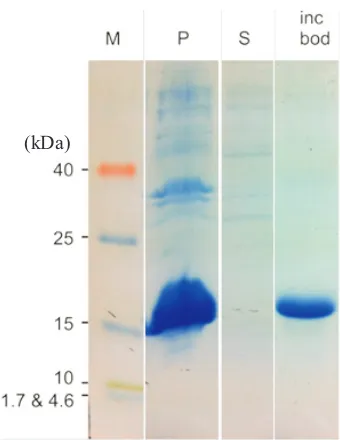 Fig 2 SDS-PAGE of purified recombinant PhoR sensor-domain protein purificationin 20% acrylamide (A)