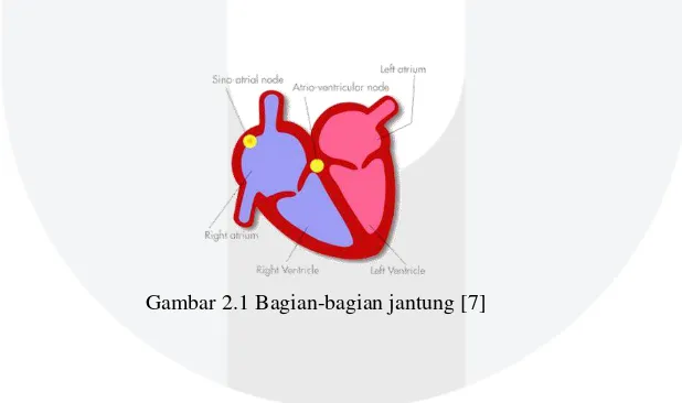 Gambar 2.1 Bagian-bagian jantung [7] 