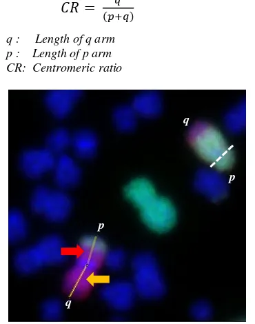 Fig. 1. Chromosomes 1 and 4 arm identification using centromeric ratio (CR) and manual process