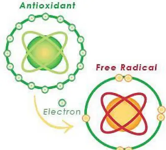 Gambar 3. Mekanisme antioksidan dalam menetralisir  radikal bebas 