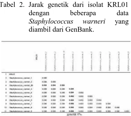 Tabel 2. Jarak genetik dari isolat KRL01dengan beberapa data