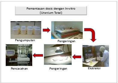 Gambar 4. Proses Analisis Uranium Total  di dalam sampel urine