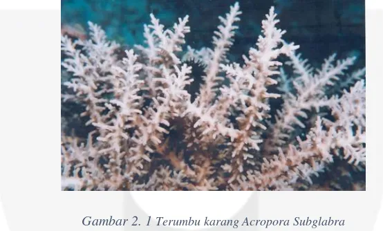 Gambar 2. 1 Terumbu karang Acropora Subglabra 