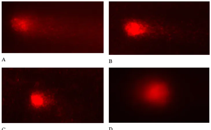 Figure 1. Results of visualisation of DNA stained with EtBr in Comet assay of the lymphocytes of control blood sample (left) and that exposed to 6 Gy dose of gamma radiation with tail of comet (right).