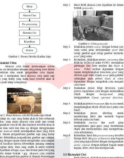 Gambar 2. Hasil akuisisi citra RGB pada sapi ternak  akurat. Dalam pengambilan gambar sapi yang hidup tersebut dibutuhkan pengambilan gambar sapi tampak samping dengan tujuan untuk mengetahui citra tampak yang di hasilkan karena dibutuhkan panjang samping 