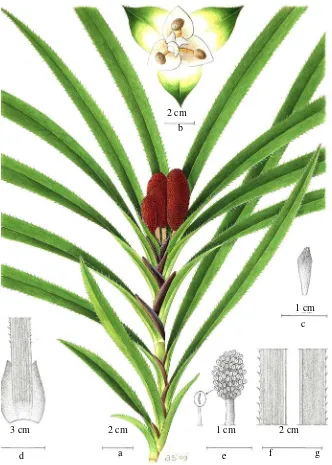 Figure 3. F. aculeata and white  interior  bracts; c. berry, narrow prism; d. auricle on the base leaf; e