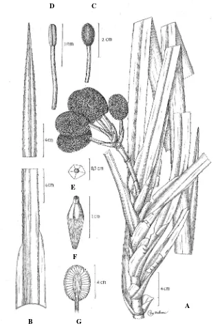 Fig. 1. Freycinetia dewildeorum Pasaribu (A. Habit, B. Leaf, C. Staminate inflorescence, D