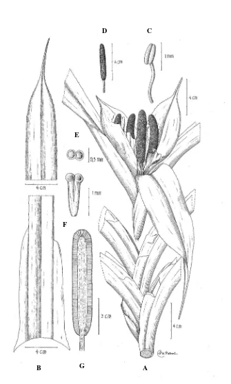 Fig. 2. Freycinetia leuserensis Pasaribu (A. Habit, B. Leaf, C. Anther, D. Staminate inflorescence, E