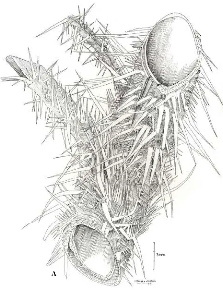 Fig. 2. Daemonorops mogeana Mogea 1356Rustiami. A. Leaf sheath armature. After J.P. , drawn by Iskak Samsudin and Wahyudi Santoso 