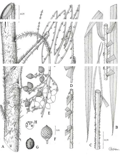 Fig. 3. Daemonorops takanensis Rustiami. A. Portion of leafsheat x ½; B. Mid portion of leaf, abaxial view x ½; C