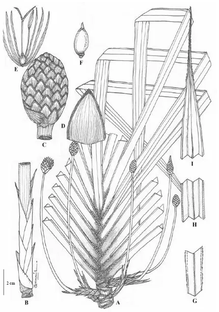 Fig. 3. Mapania spadicea. A: habit; B: involucral bract; C: inflorescence (spike); D: spicoid bract; E: floret; F: fruit; G: leaf base; H: leaf (middle part); I: leaf apex