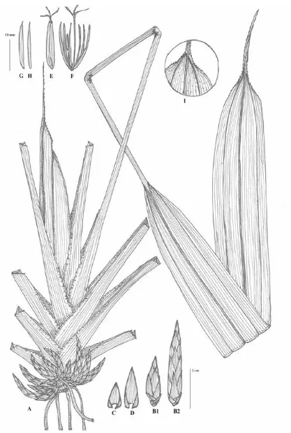 Fig. 1. Mapania hidiriana Miraadila, Shabdin & Meekiong.  A. Habit; B1, B2. Spike; C. Lowest spicoid bract; D