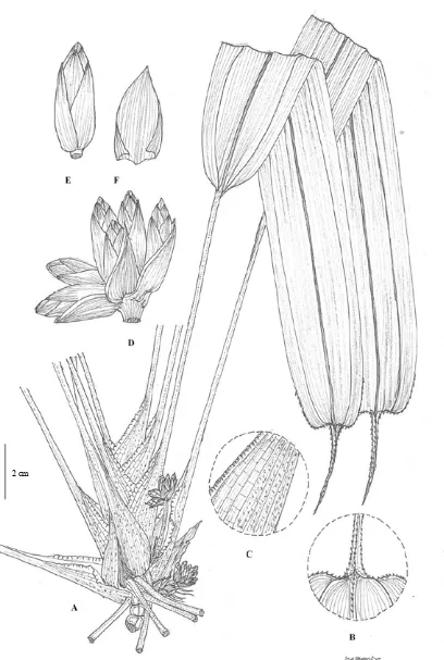 Fig. 2. Mapania sembilingensis details; D. Capitate inflorescence; E. Spike; F. Spicoid bract