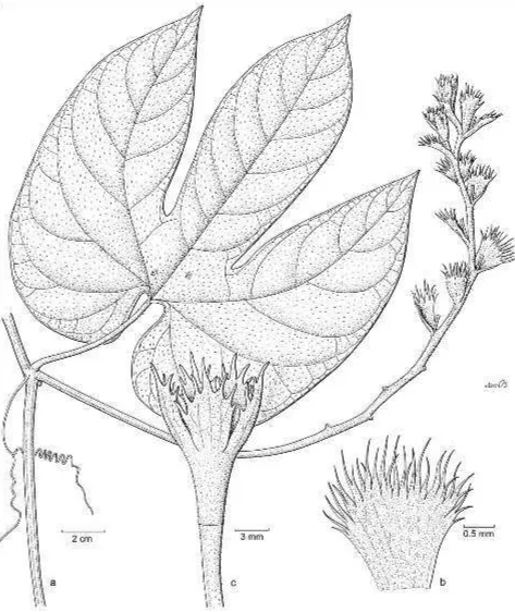 Fig. 1. Trichosanthes obscura Rugayah. a. Node with male inflorescence; b. male bract; c