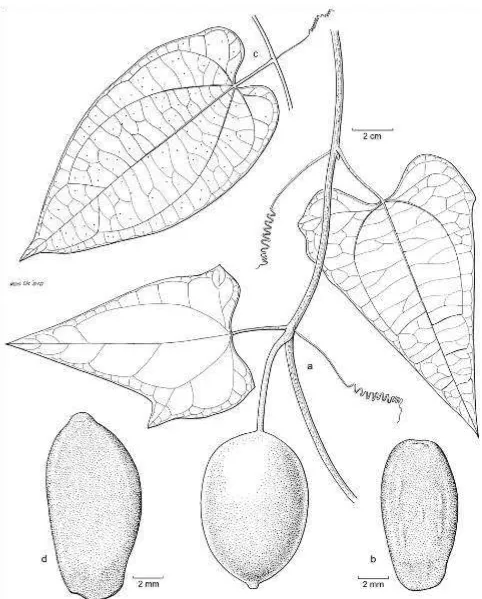 Fig. 2. Trichosanthes pedicellata W.J. de Wilde & Duyfjes. a. Fruiting branch; b. seed