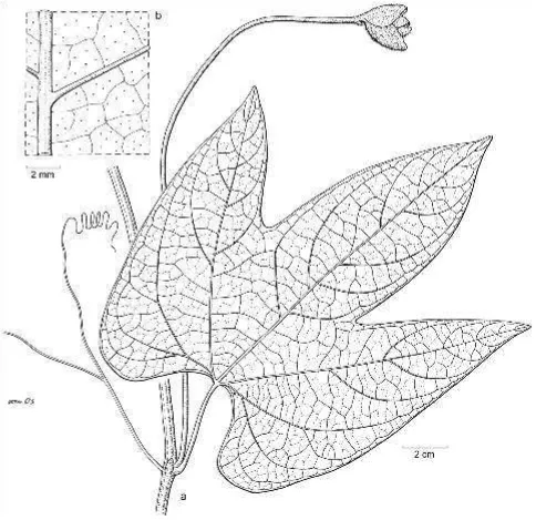 Fig. 3. Trichosanthes edulis Rugayah var. punctata   W.J. de Wilde & Duyfjes.   a. Node with male inflorescences;   b