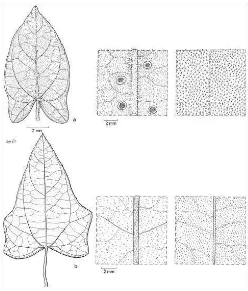 Fig. 4. Leaves of an unidentified high-altitude Trichosanthes, from New Guinea, possibly belonging in sect