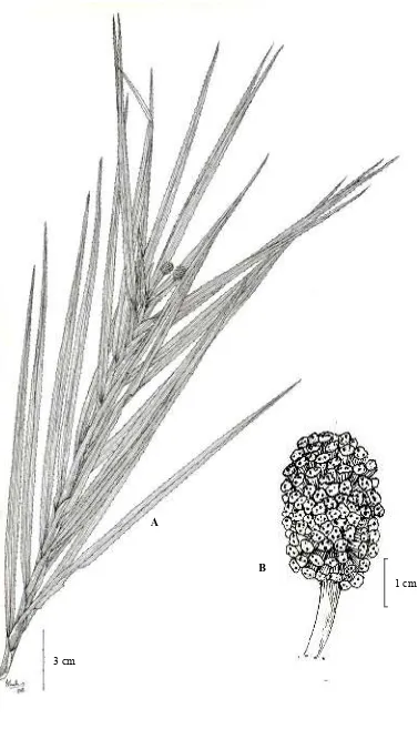 Fig. 4. Freycinetia runcingensis A.P. Keim (A. Habit, B. Globose cephalium.  Drawn from the holotype (Kessler et al