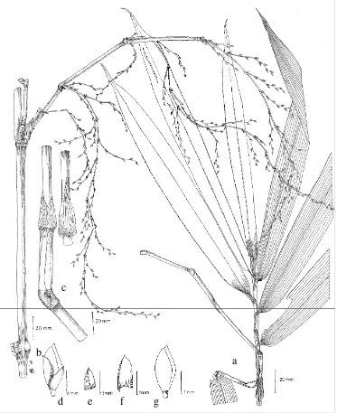 Fig. 1. Dinochloa aopaensis Widjaja. (a. Leaf, b. Inflorescense, c. Culm sheath, d. Pseudospikelet, e