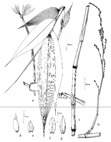 Fig. 3. Dinochloa petasiensis Widjaja. (a. Leaf, b. Inflorescence, c. Culm sheath, d. Pseudospikelet, e