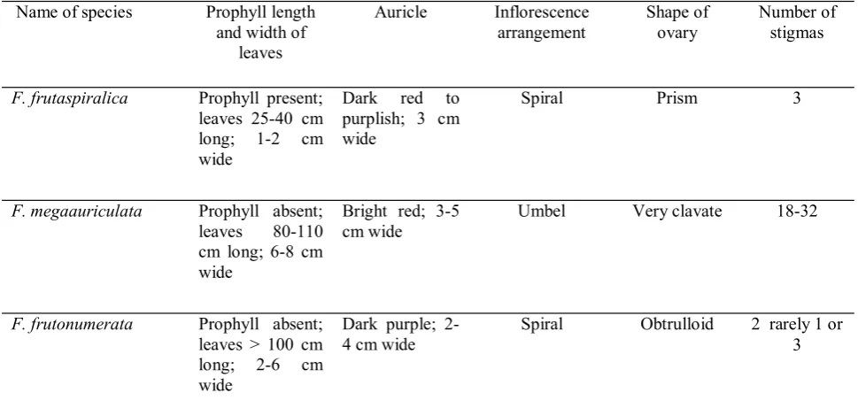 Table 3.  Morphological differences among  F. frutaspiralica, F. megaauriculata  and F