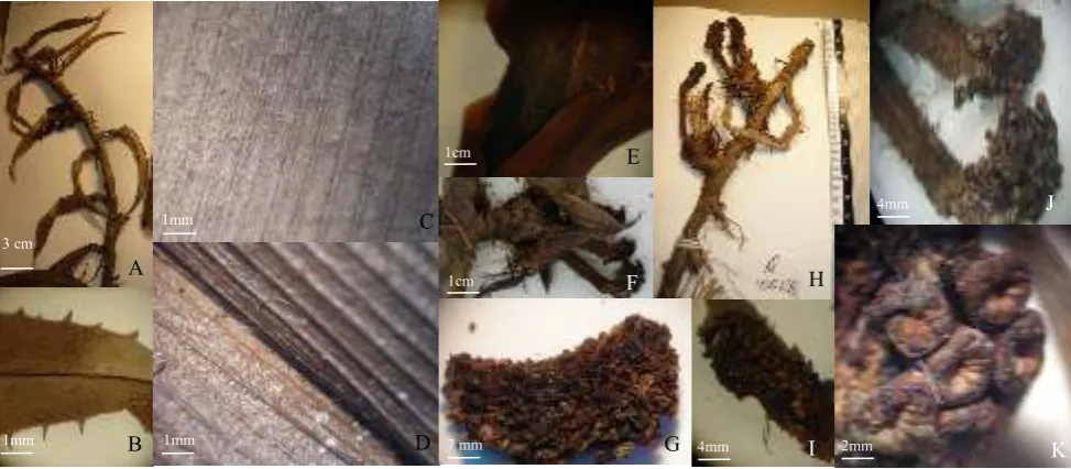 Table 4.  Morphological differences between   F. fusiforma  and F. sterrophylla.  