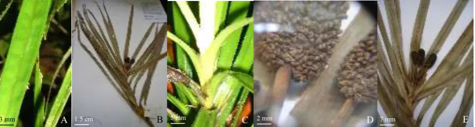 Fig. 6.  F. magnoareola : A. Lanceolate leaves with aristate apex;  A1.  Prophyll bracts  to about 15 prohylls bellow and bracts above: exterior bracts smaller than middle  one, apex cuspidate