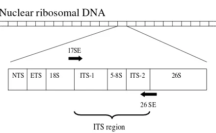 Fig. 1. Sequence of ITS region with location of primers