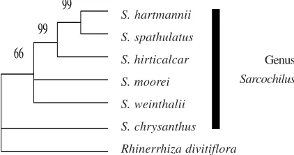 Fig. 2.    Strict consensus tree derived from the parsimonyanalysis of the ITS region of nrDNA