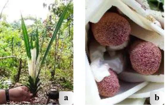 Fig. 3.  Freycinetia marginata Blume.  a. Conspicuous white outer bracts enclosing young male inflorescence; b