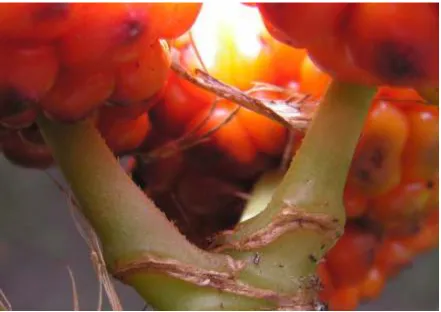 Fig. 8.  The fairly scabrous pedicels (× 6) in the mature infructescence.  Although regarded in this present study as a less distinctive morphological character compared to the lobed auricle, nevertheless it differs F