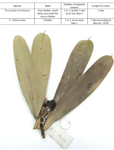 Table 1.  Morphological comparison on habit, number of stigmatic remains, and the length of berries       between Freycinetia kwerbaensis and F