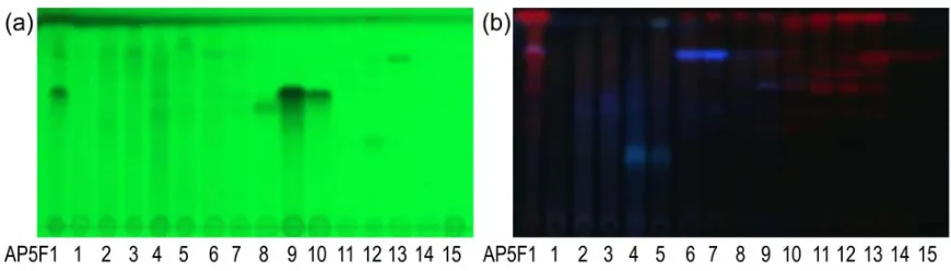 Fig. 1. TLC profile of fraction AP-5F.1.1 – 1.15 (15 fractions), detected under UV 254 nm (a), UV 365 nm (b) 