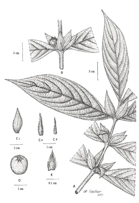 Fig. 1. Lasianthus macrobracteatusouterSS 175  Rugayah & Sunarti spec. nov. A. Habit; B