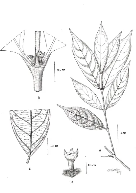 Fig. 2. Siti Sunarti SS 206inflorescence Lasianthus wawoniensis Rugayah & Sunarti spec