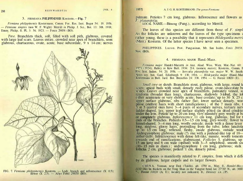 FIG. 7. Firmiana philippinensis Kosterm. — Leafy_ branch and inflorescence (X 0.5);flower (X 2.5)