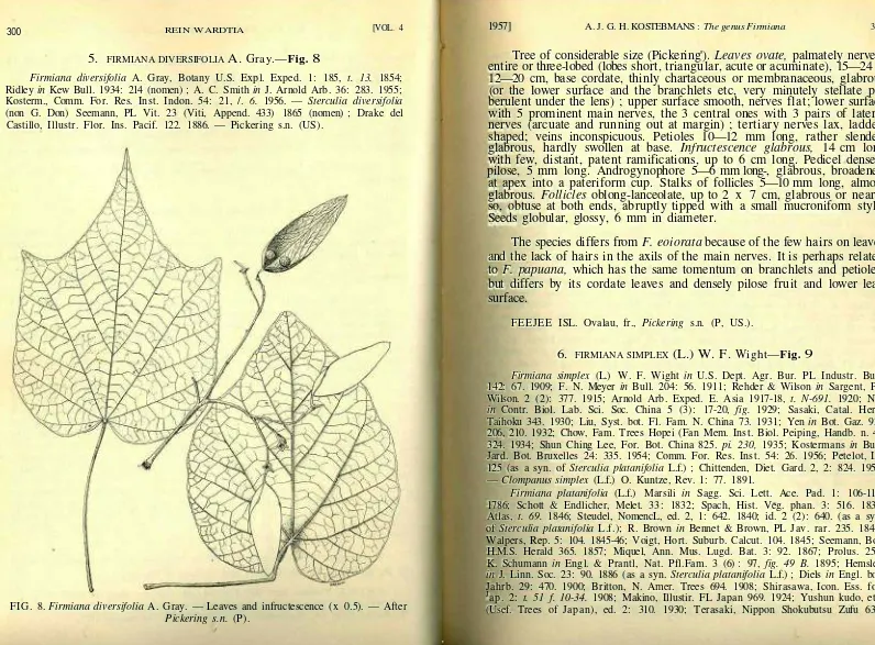 FIG. 8. Firmiana diversifolia A. Gray. — Leaves and infructescence (x 0.5). — After